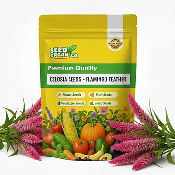 Celosia Seeds - Flamingo Feather