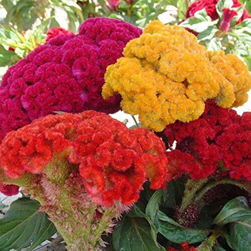 Celosia Seeds - Flower Plant for Home Gardens