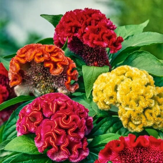 Celosia Seeds - Flower Plant for Home Gardens
