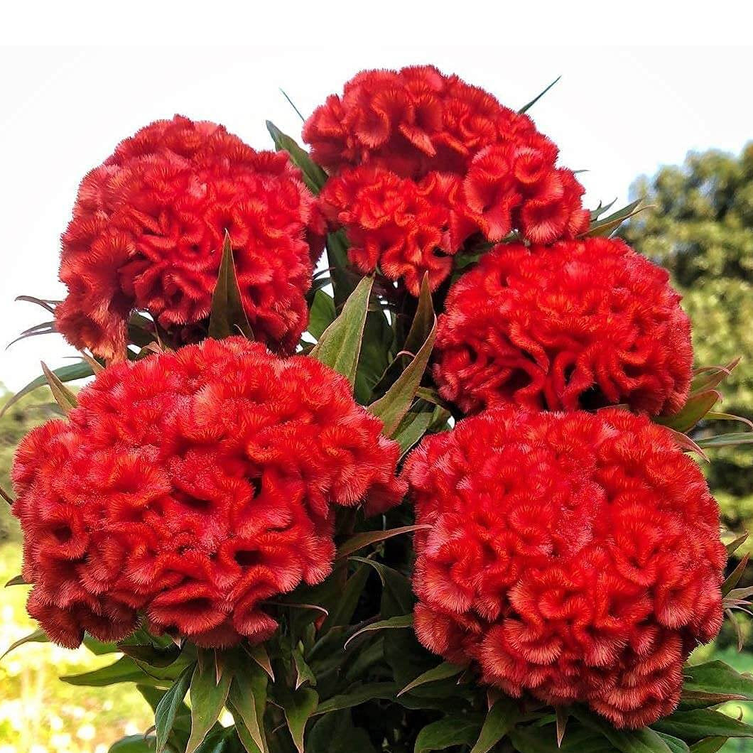 Celosia Seeds – Chief Persimmon