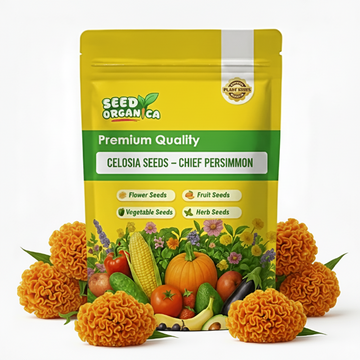 Celosia Seeds – Chief Persimmon