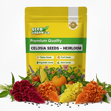 Celosia Seeds – Heirloom