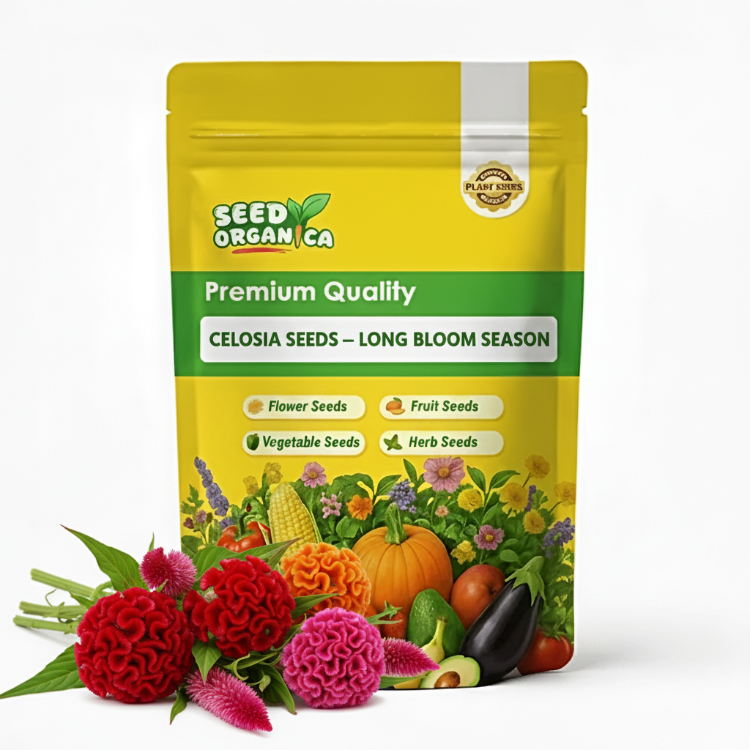 Celosia Seeds – Long Bloom Season