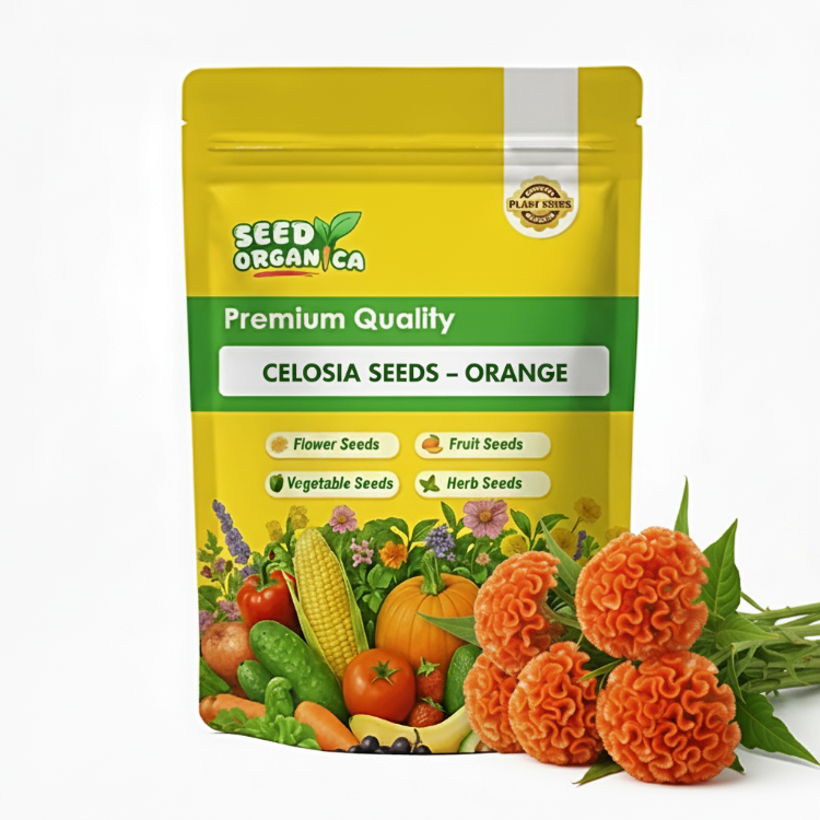 Celosia Seeds – Orange