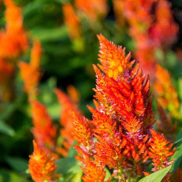 Celosia Seeds – Orange