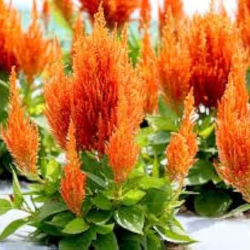 Celosia Seeds – Orange