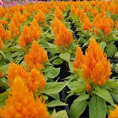 Celosia Seeds – Orange