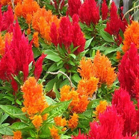 Celosia Seeds – Orange