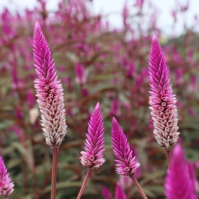 Celosia Spicata Seeds – Purple