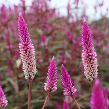 Celosia Spicata Seeds – Purple