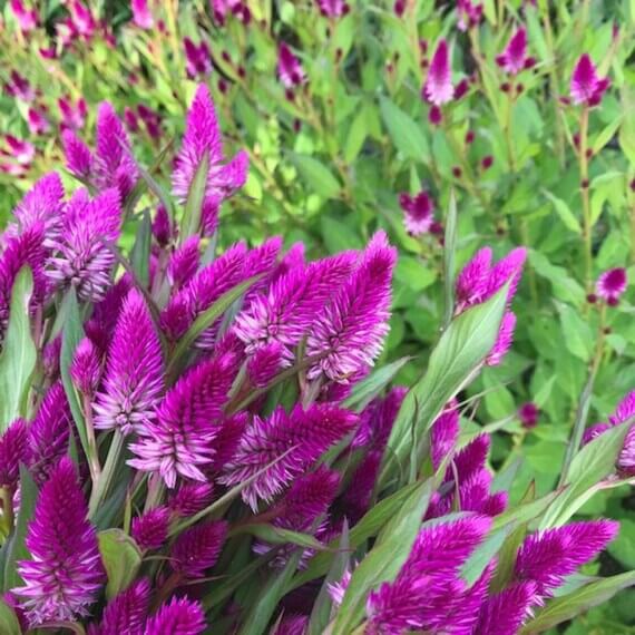Celosia Spicata Seeds – Purple
