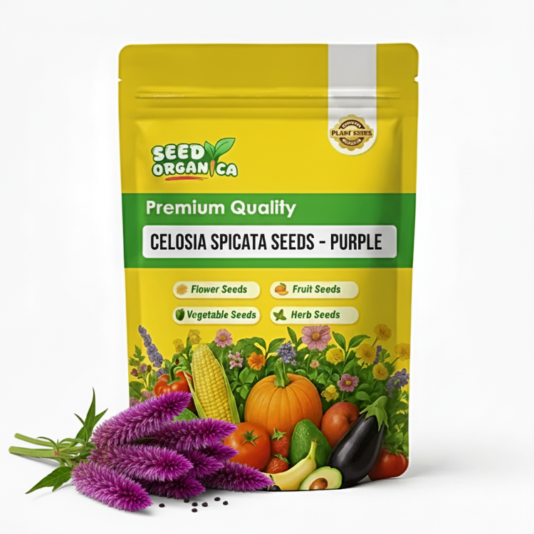 Celosia Spicata Seeds – Purple