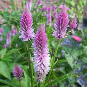 Celosia Spicata Seeds – Purple