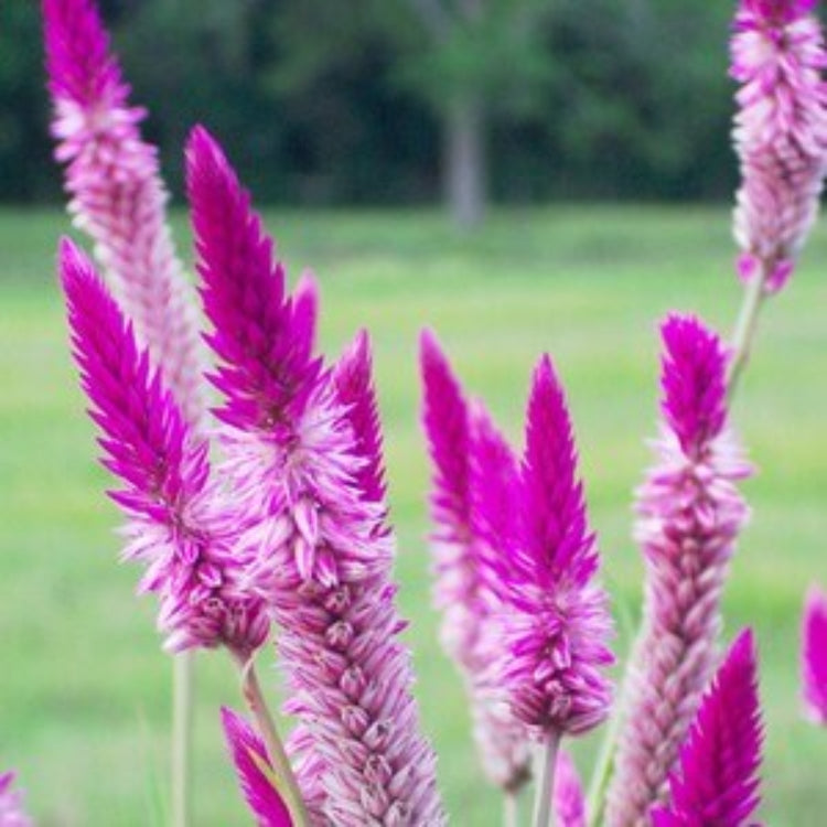 Celosia Spicata Seeds – Purple