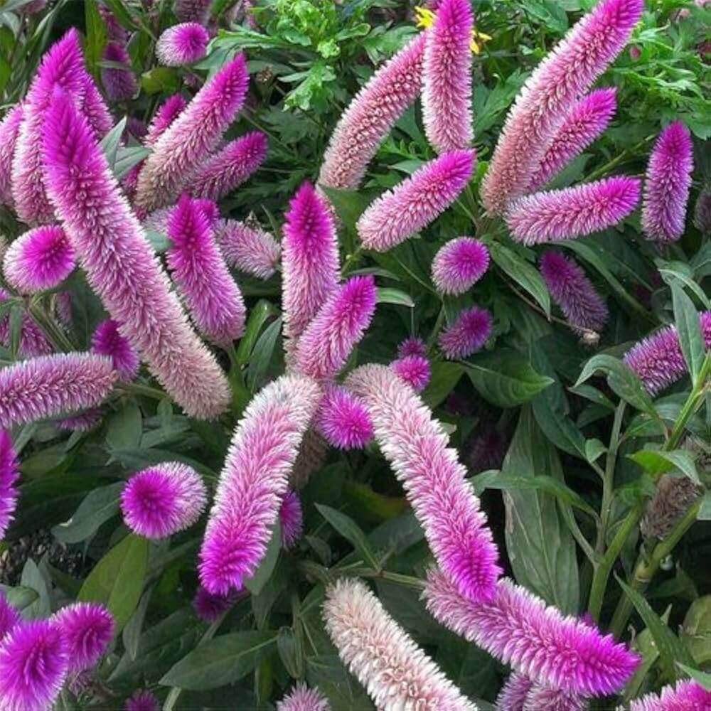 Celosia Spicata Seeds – Shade Tolerant