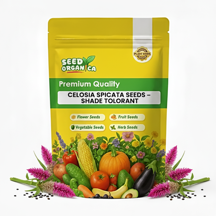 Celosia Spicata Seeds – Shade Tolerant