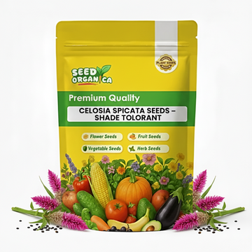 Celosia Spicata Seeds – Shade Tolerant