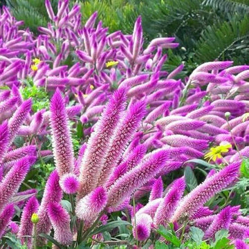 Celosia Spicata Seeds – Shade Tolerant