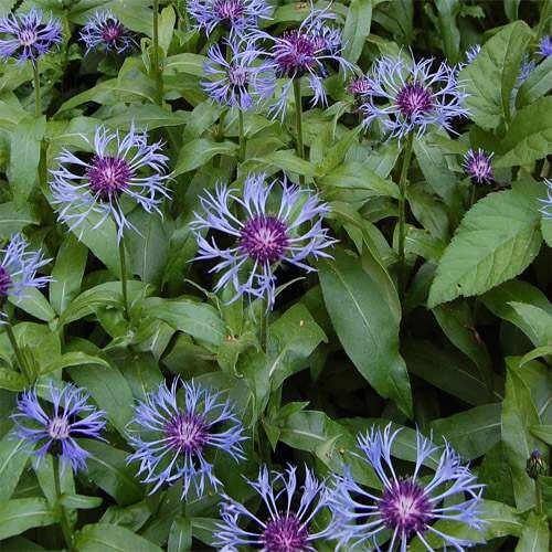 Centaurea Montana Seeds - Flower Plant