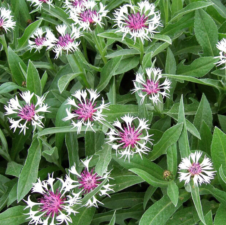 Centaurea Montana Seeds - Flower Plant
