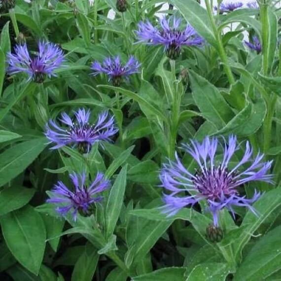 Centaurea Montana Seeds - Flower Plant