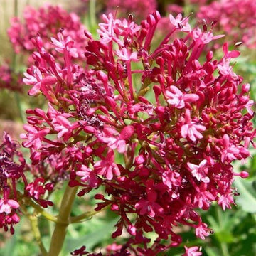 Centranthus Ruber Seeds - Flower Plant