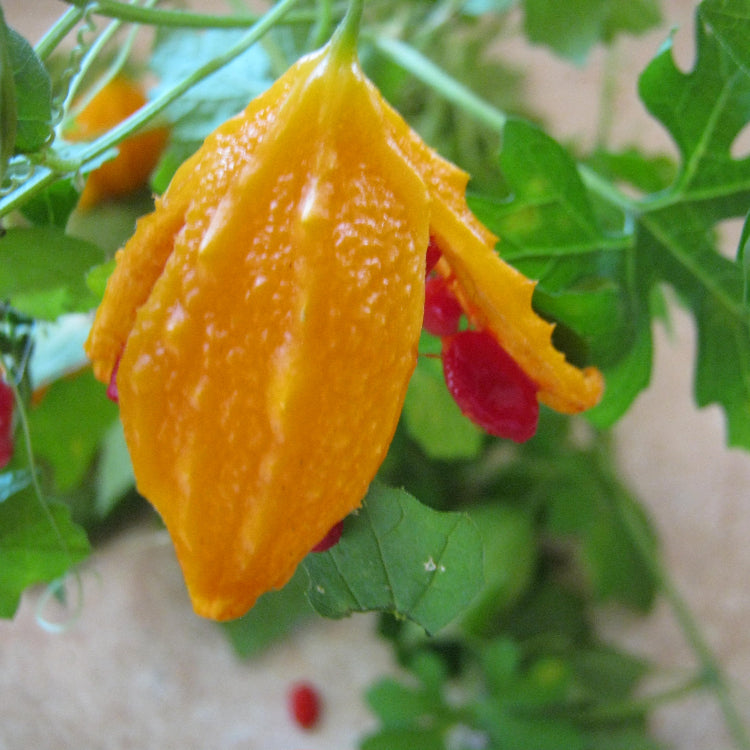 Cerasee Seeds – Jamaican
