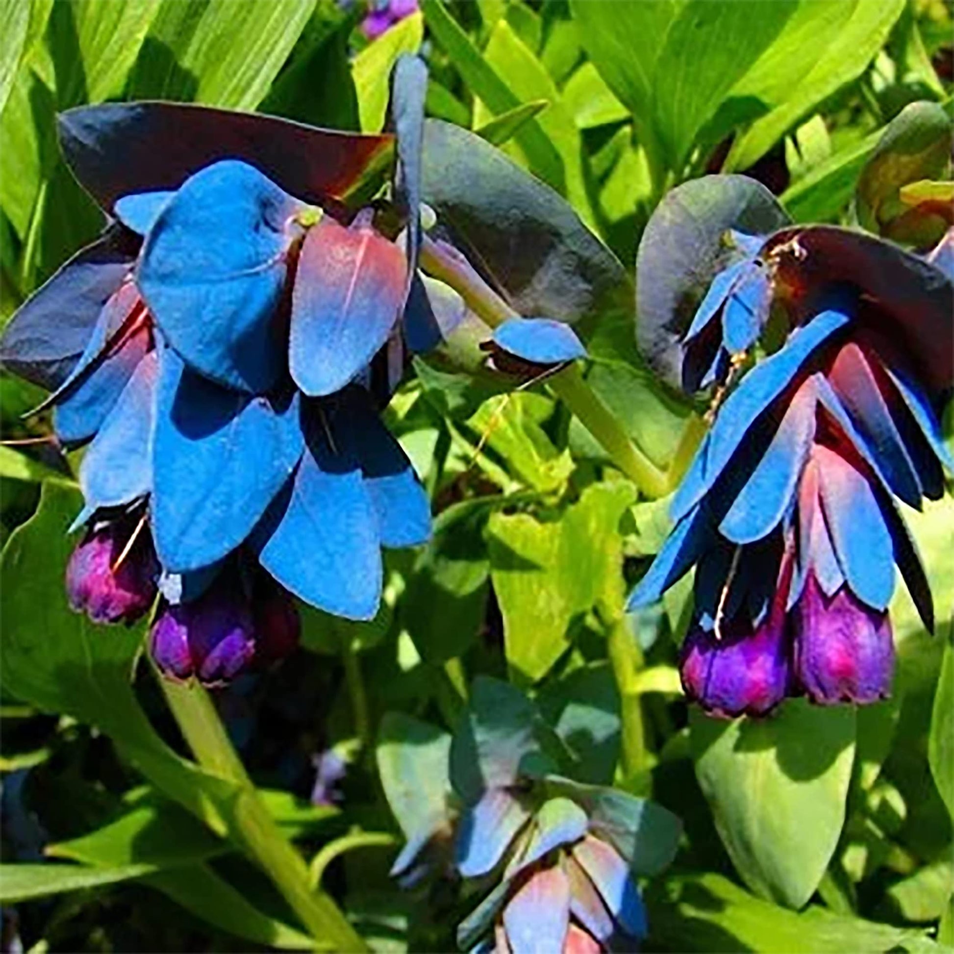 Cerinthe Seeds – Blue Shrimp
