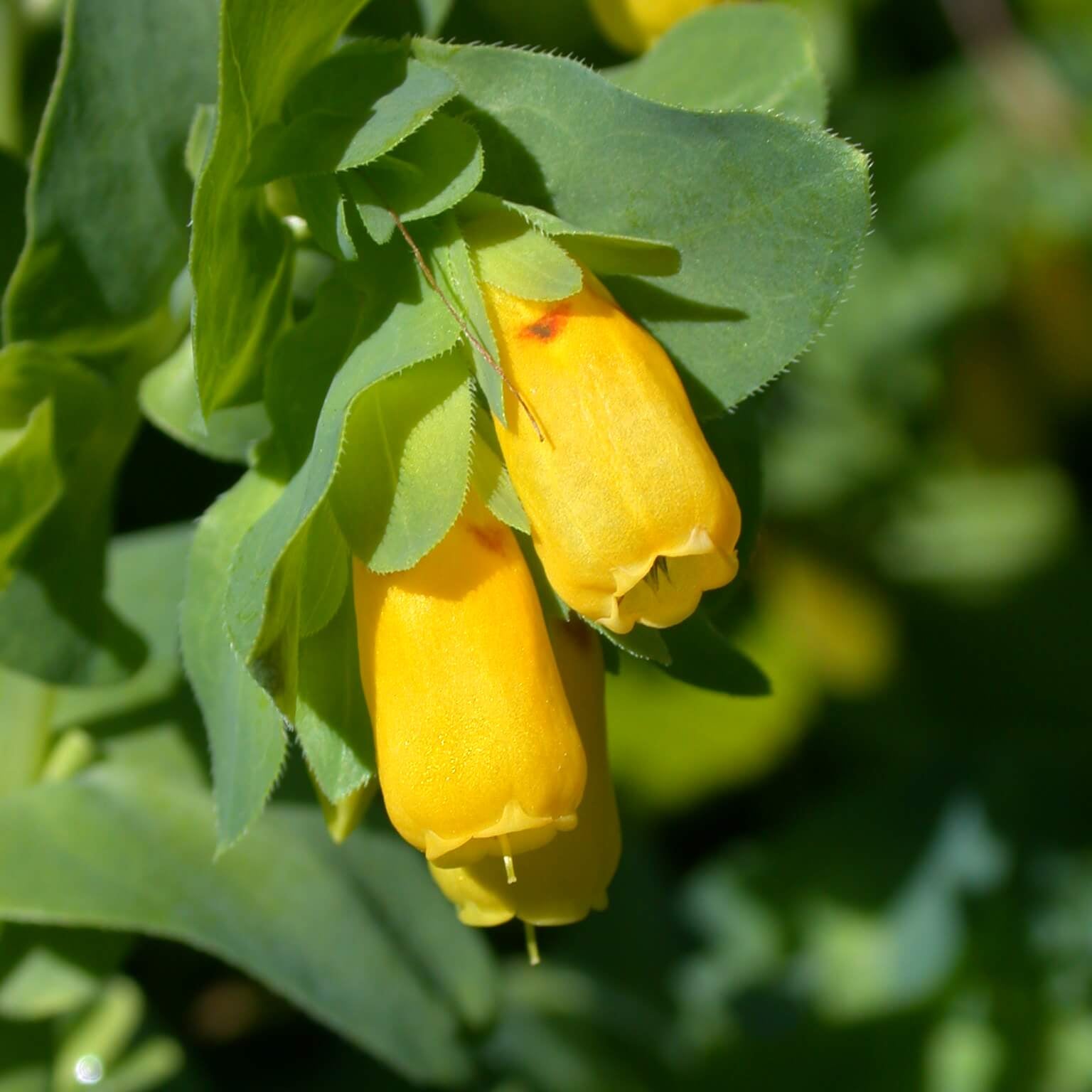 Cerinthe Seeds – Yellow