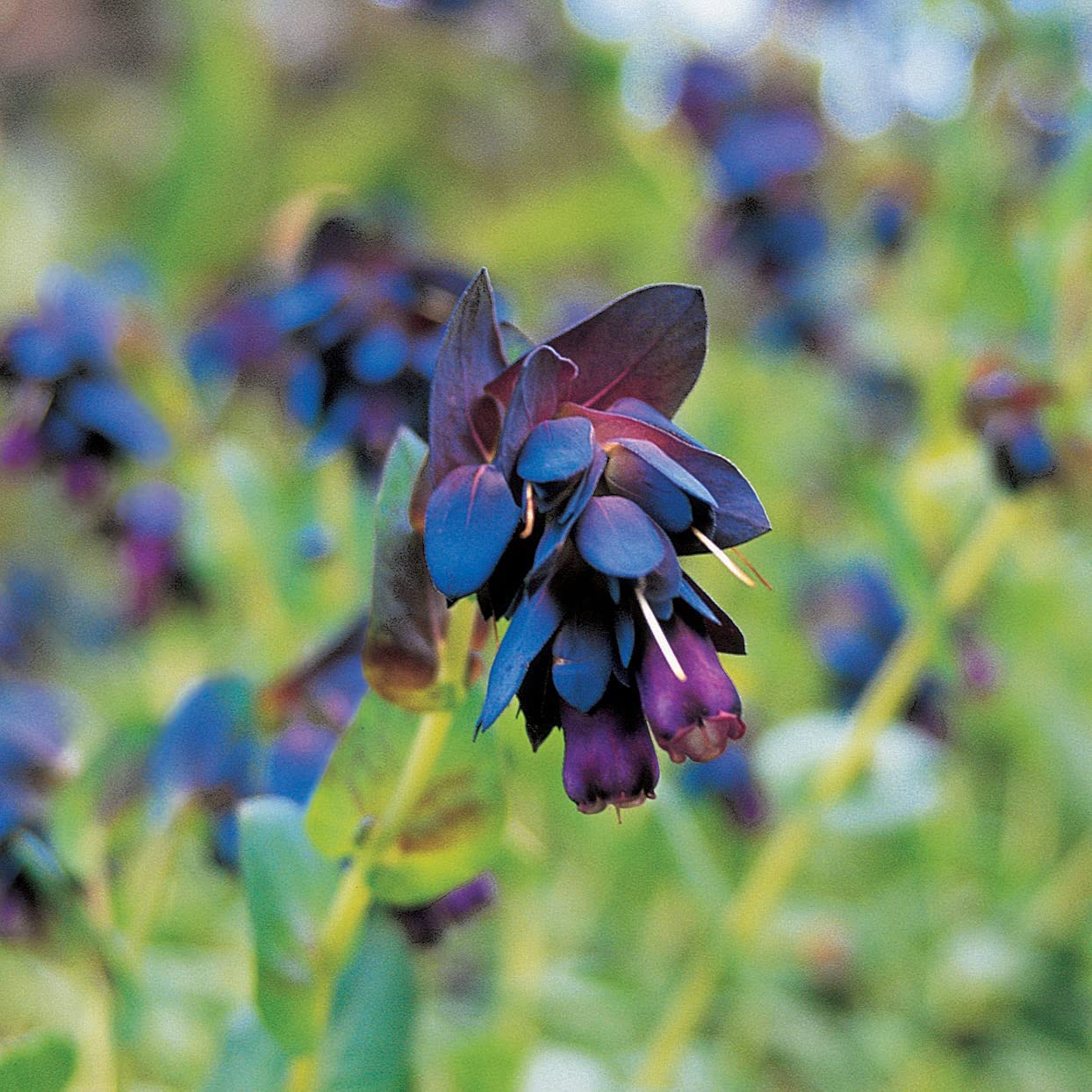 Cerinthe Seeds – Blue Shrimp
