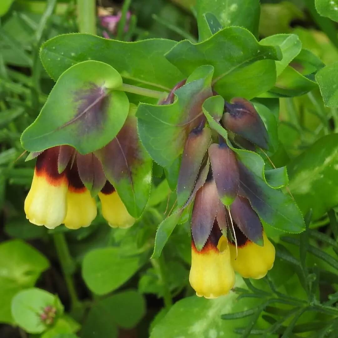 Cerinthe Seeds – Yellow