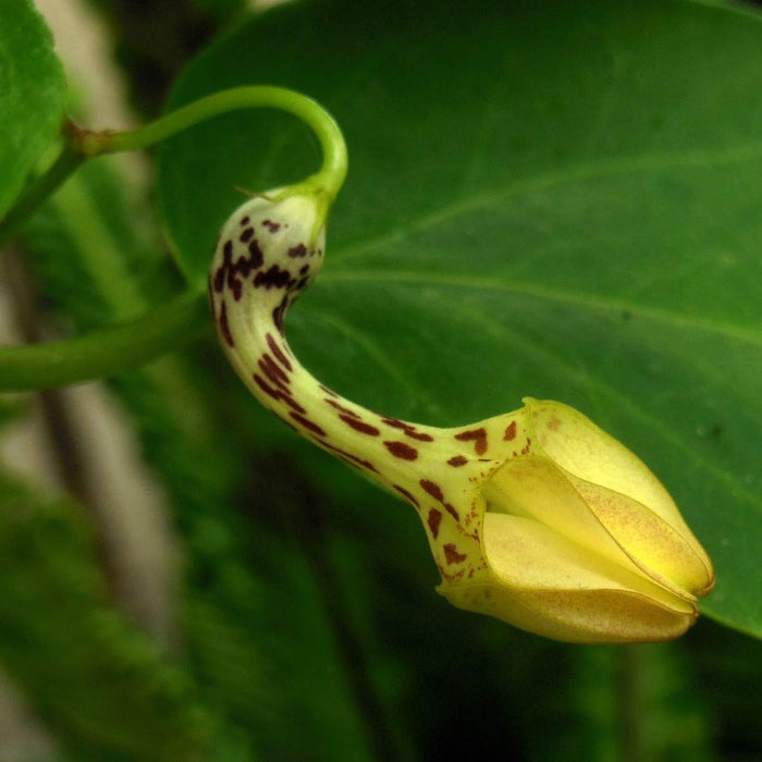 Ceropegia Seeds
