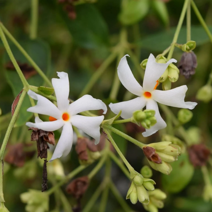 Jasmine Seeds Buy Fresh Varieties For Home Planting jasmine-seeds-buy-fresh-varieties-for-home-planting