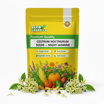 Cestrum Nocturnum Seeds – Night Jasmine