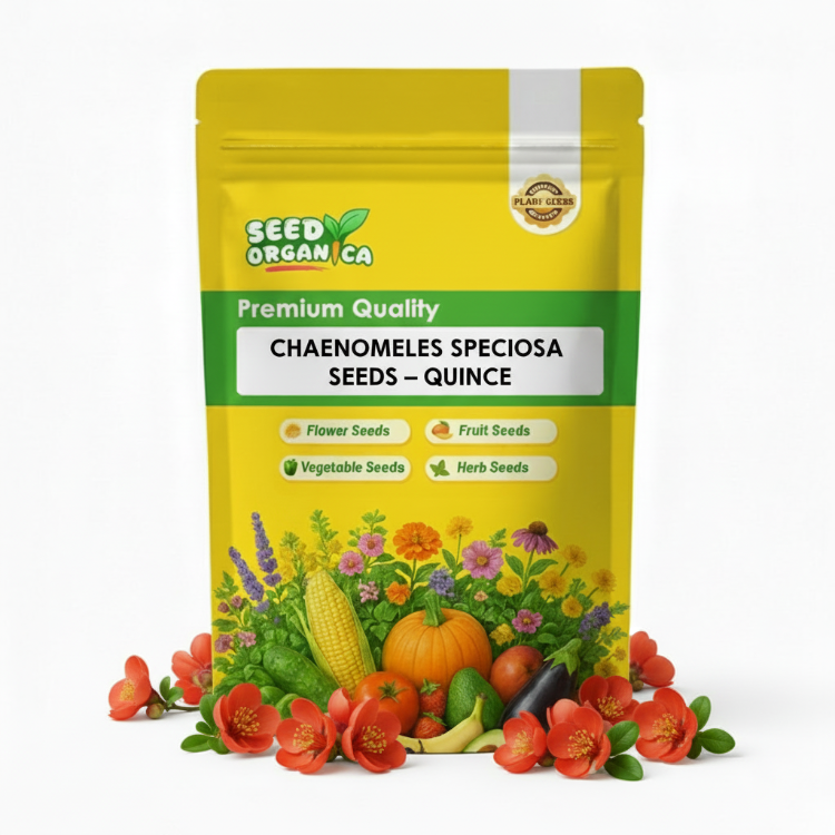 Chaenomeles Speciosa Seeds –  Quince