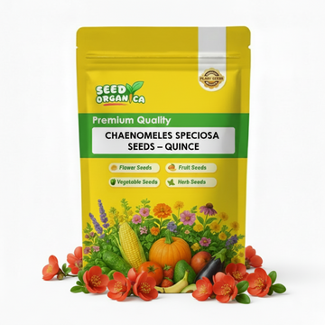 Chaenomeles Speciosa Seeds –  Quince