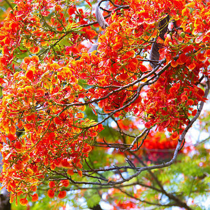 Chain Seeds – Wildflower Heirloom Mix
