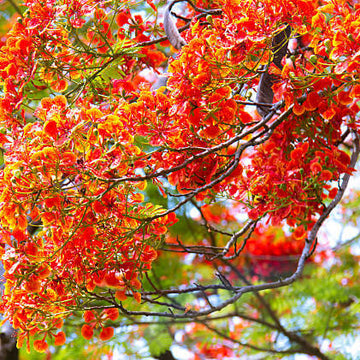 Chain Seeds – Wildflower Heirloom Mix
