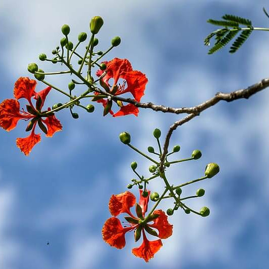 Chain Seeds – Wildflower Heirloom Mix
