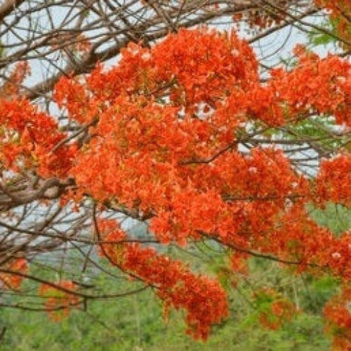 Chain Seeds – Wildflower Heirloom Mix
