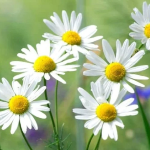 Chamomile Seeds – German Chamomile
