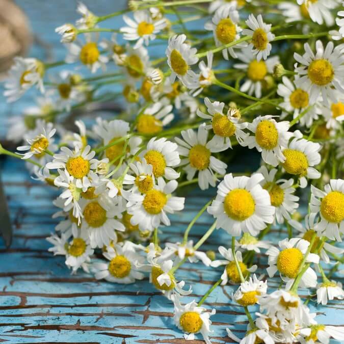 Chamomile Seeds – Roman