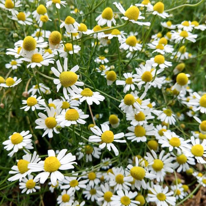 Chamomile Seeds – Bodegold 