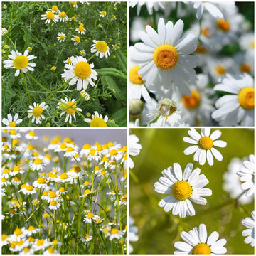 Chamomile Seeds - All In One For Home Gardens