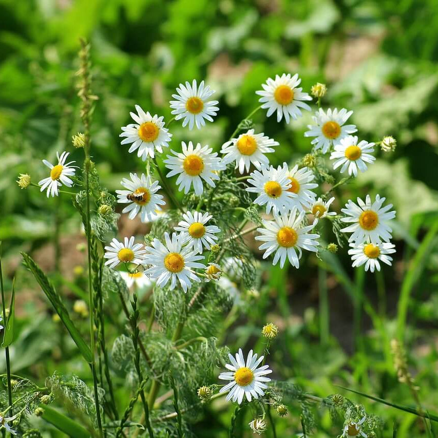 Chamomile Seeds - All In One For Home Gardens