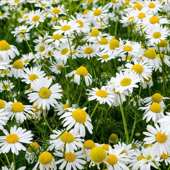 Chamomile Seeds – Roman
