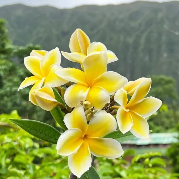 Champa Flower Seeds