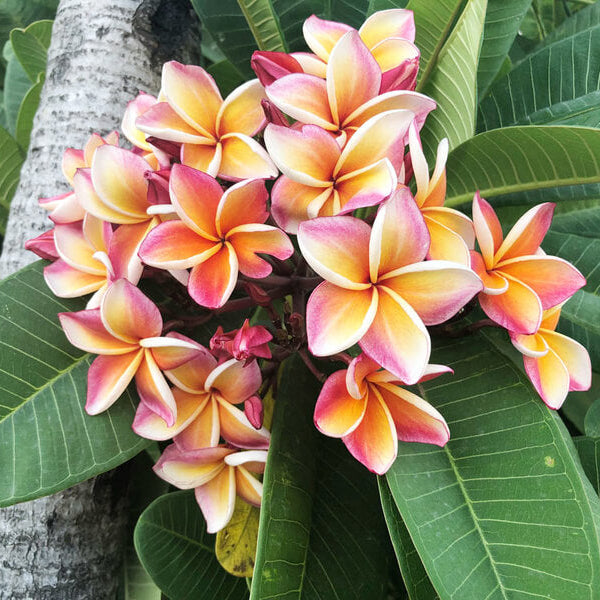 Champa Flower Seeds