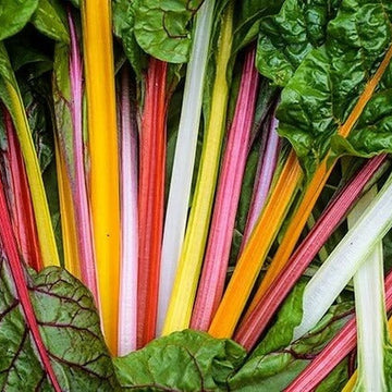 Chard Seeds – Rainbow