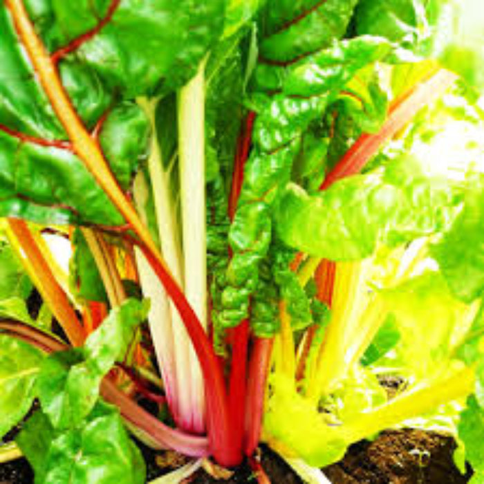Chard Seeds – Rainbow